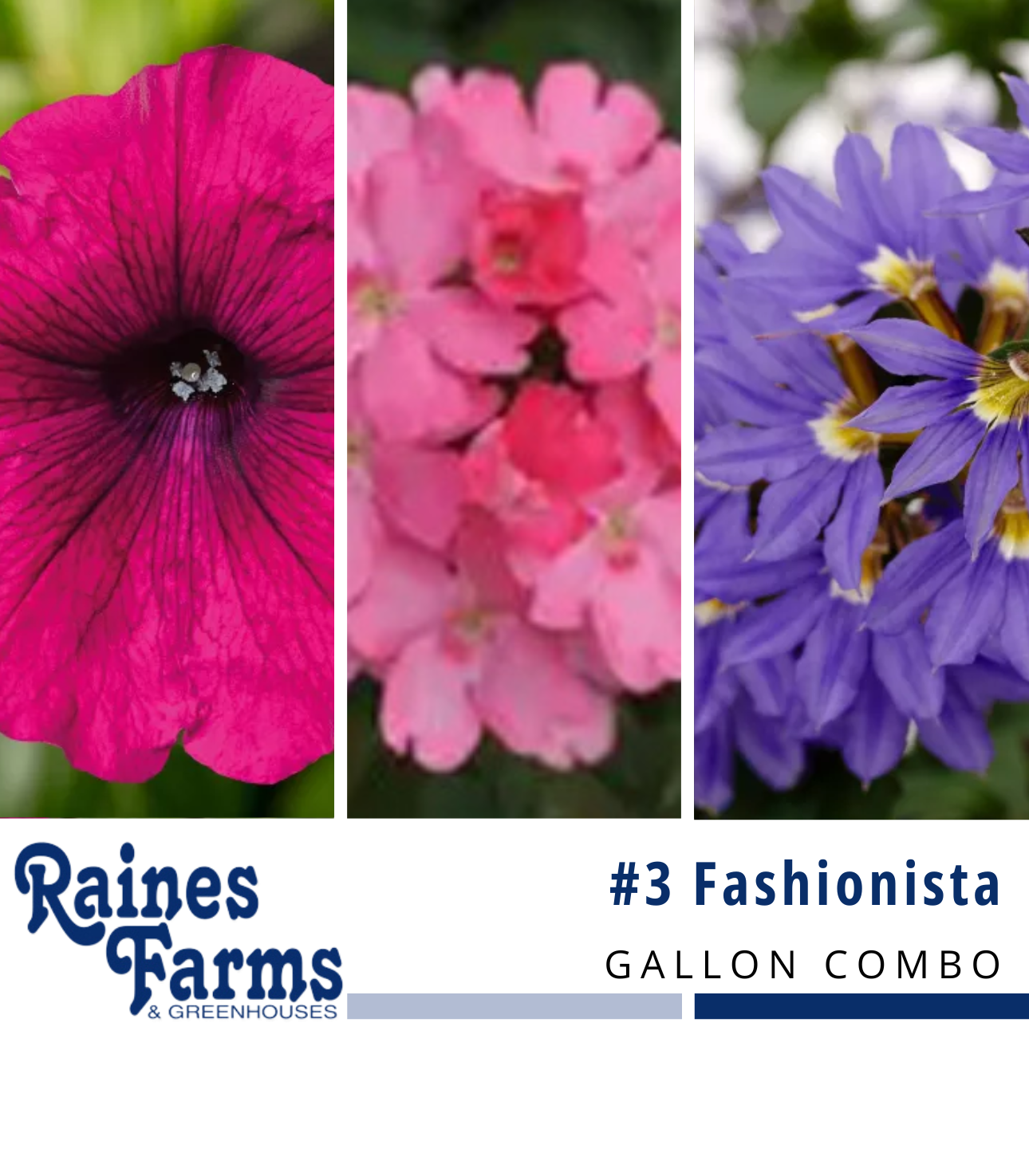 #3: Fashionista Gallon Combo Pot